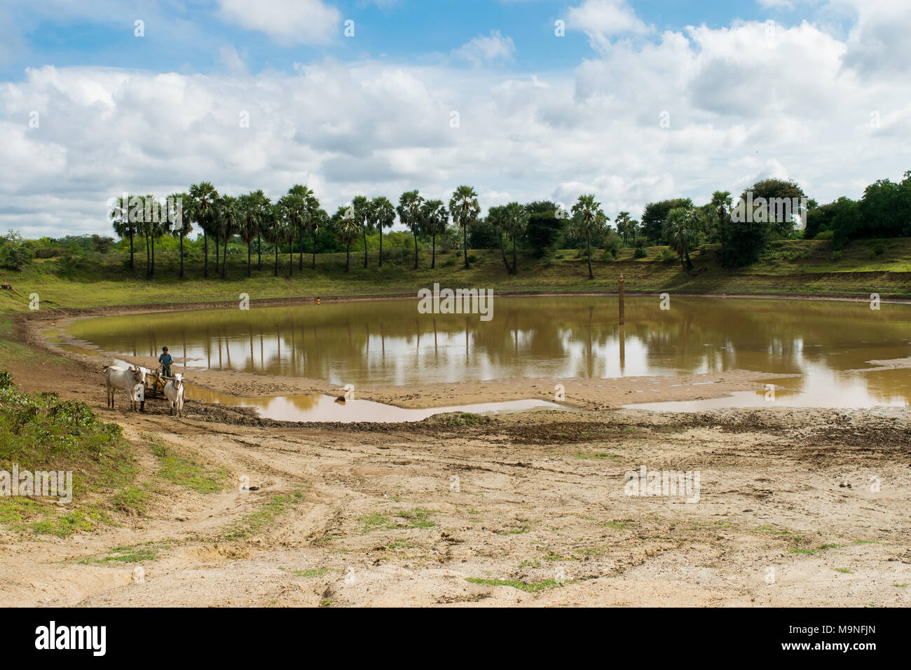 Eine burmesische Mann mit einem Ochsen angetriebenen Wagen, mit zwei weißen Bullen Wasser in ein Faß aus einem Stausee in der Nähe von Bagan, Burma, Myanmar, Se Asien zu sammeln Stockfoto