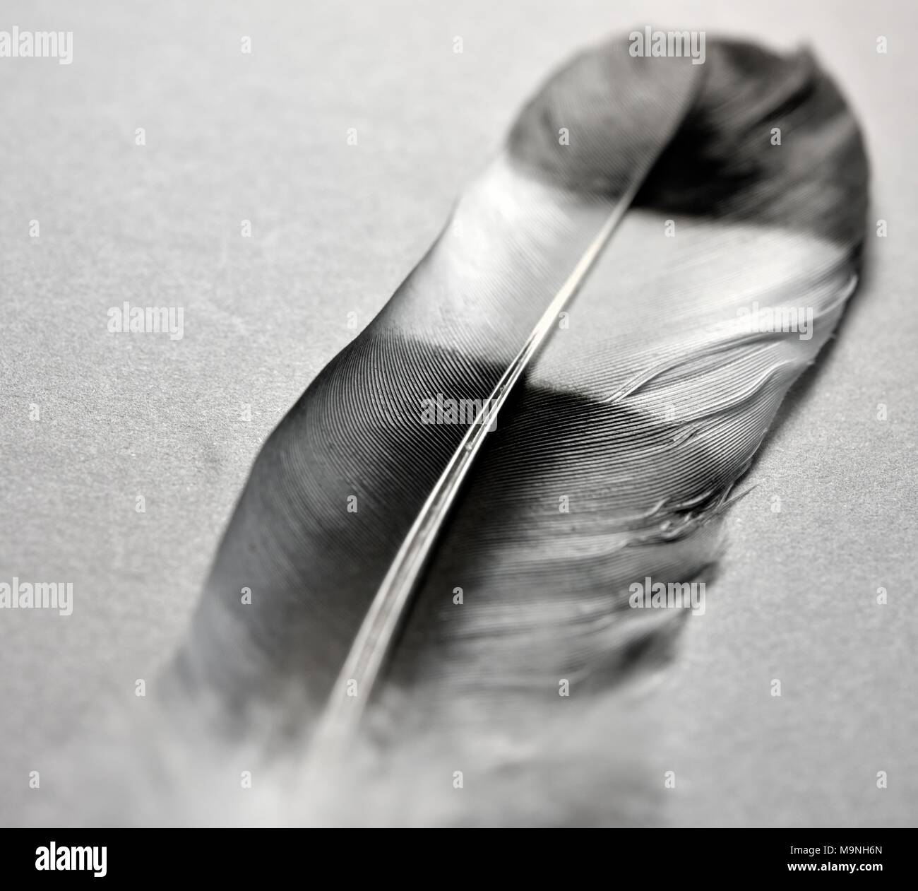 Vogelfeder Graustufen Graustufen Stockfoto