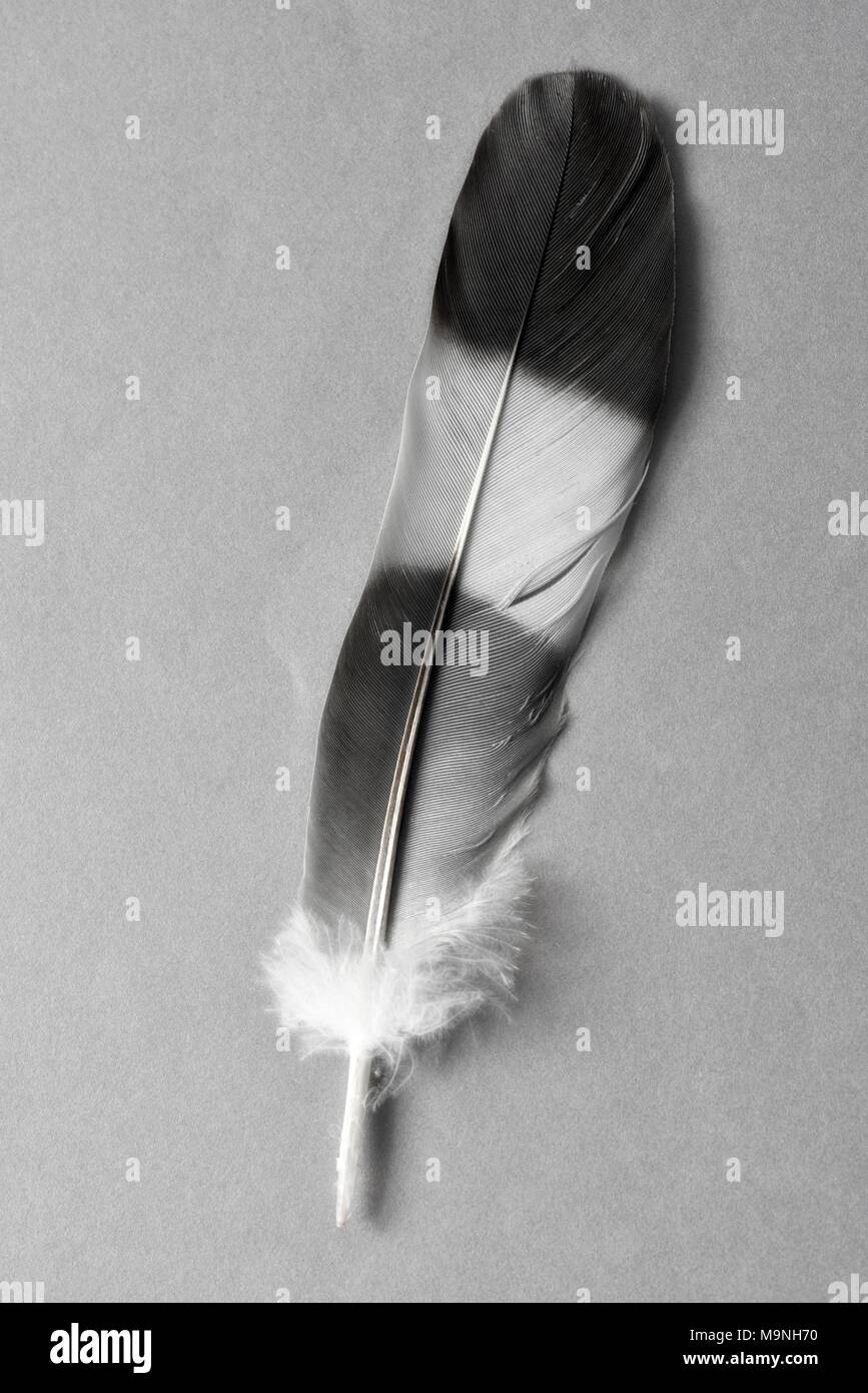 Vogelfeder Graustufen Graustufen Stockfoto