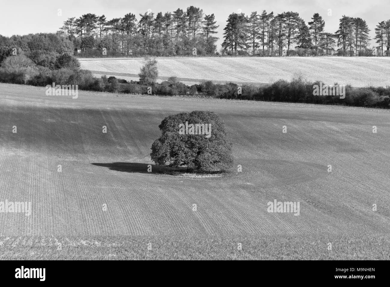 Ein einsamer Baum stehend in offenen Felder auf der Wiltshire Downs in der Nähe von East Knoyle in der cranborne Fall und die West Wiltshire Downs AONB, England Stockfoto