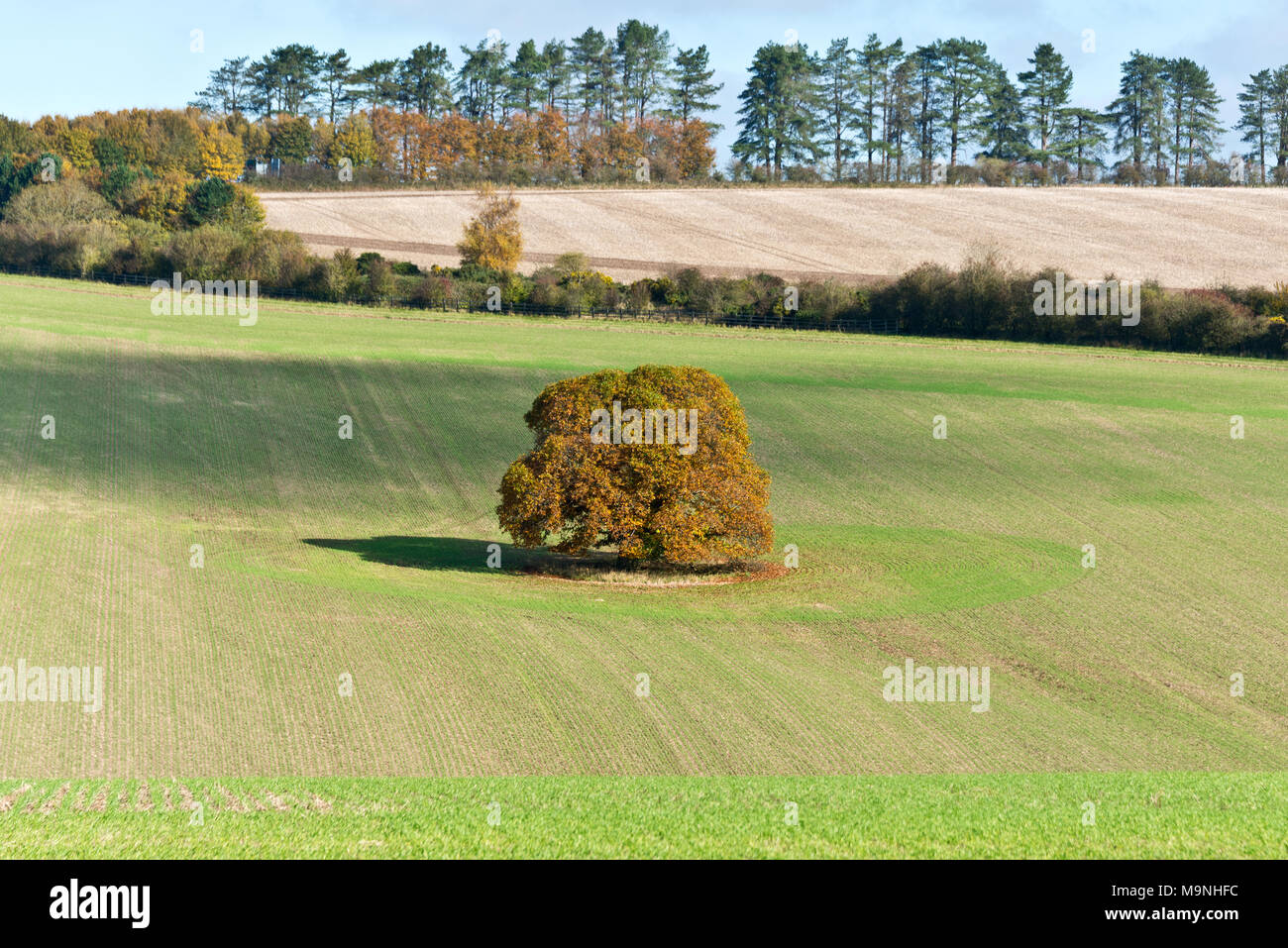 Ein einsamer Baum stehend in offenen Felder auf der Wiltshire Downs in der Nähe von East Knoyle in der cranborne Fall und die West Wiltshire Downs AONB, England Stockfoto