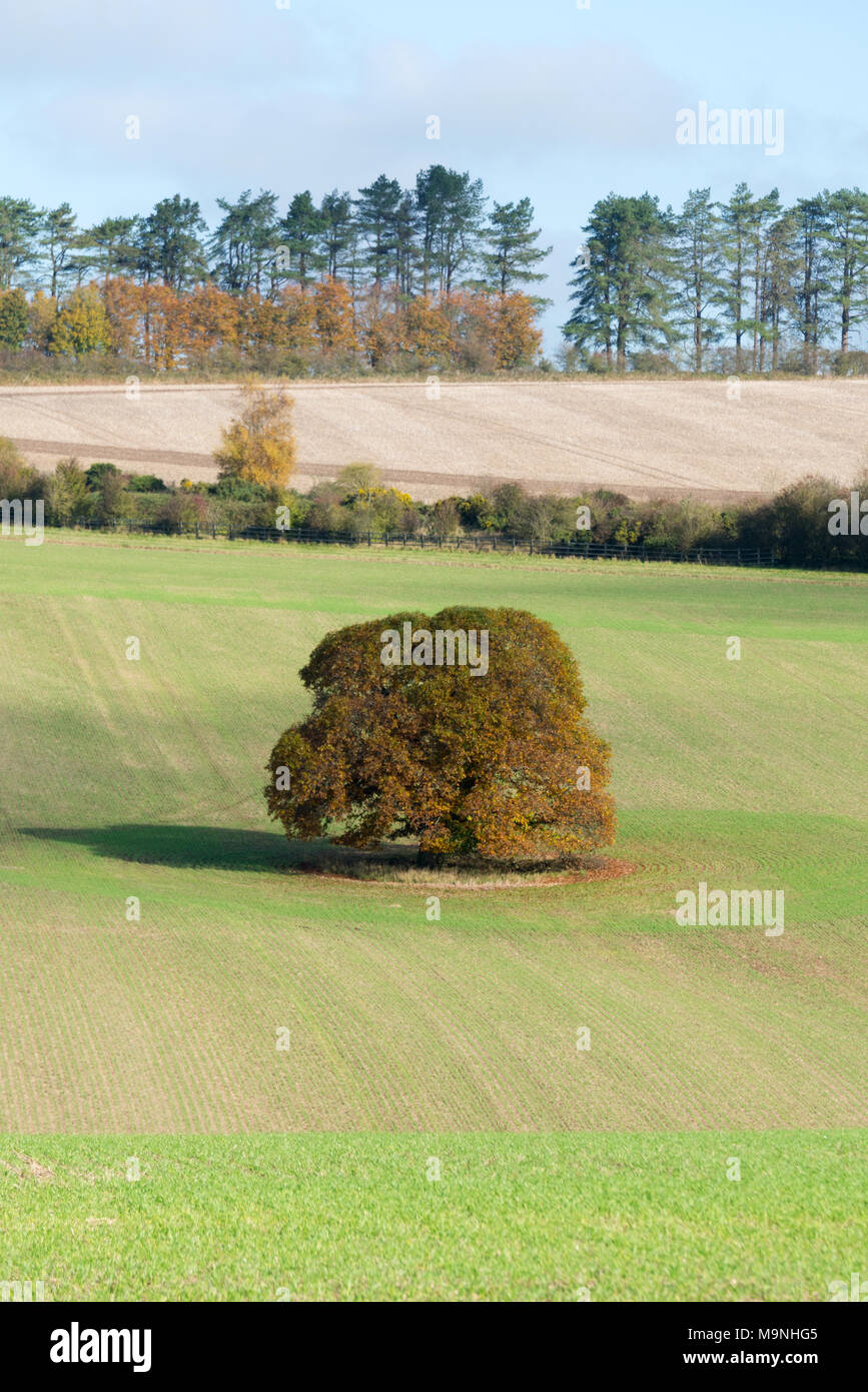 Ein einsamer Baum stehend in offenen Felder auf der Wiltshire Downs in der Nähe von East Knoyle in der cranborne Fall und die West Wiltshire Downs AONB, England Stockfoto