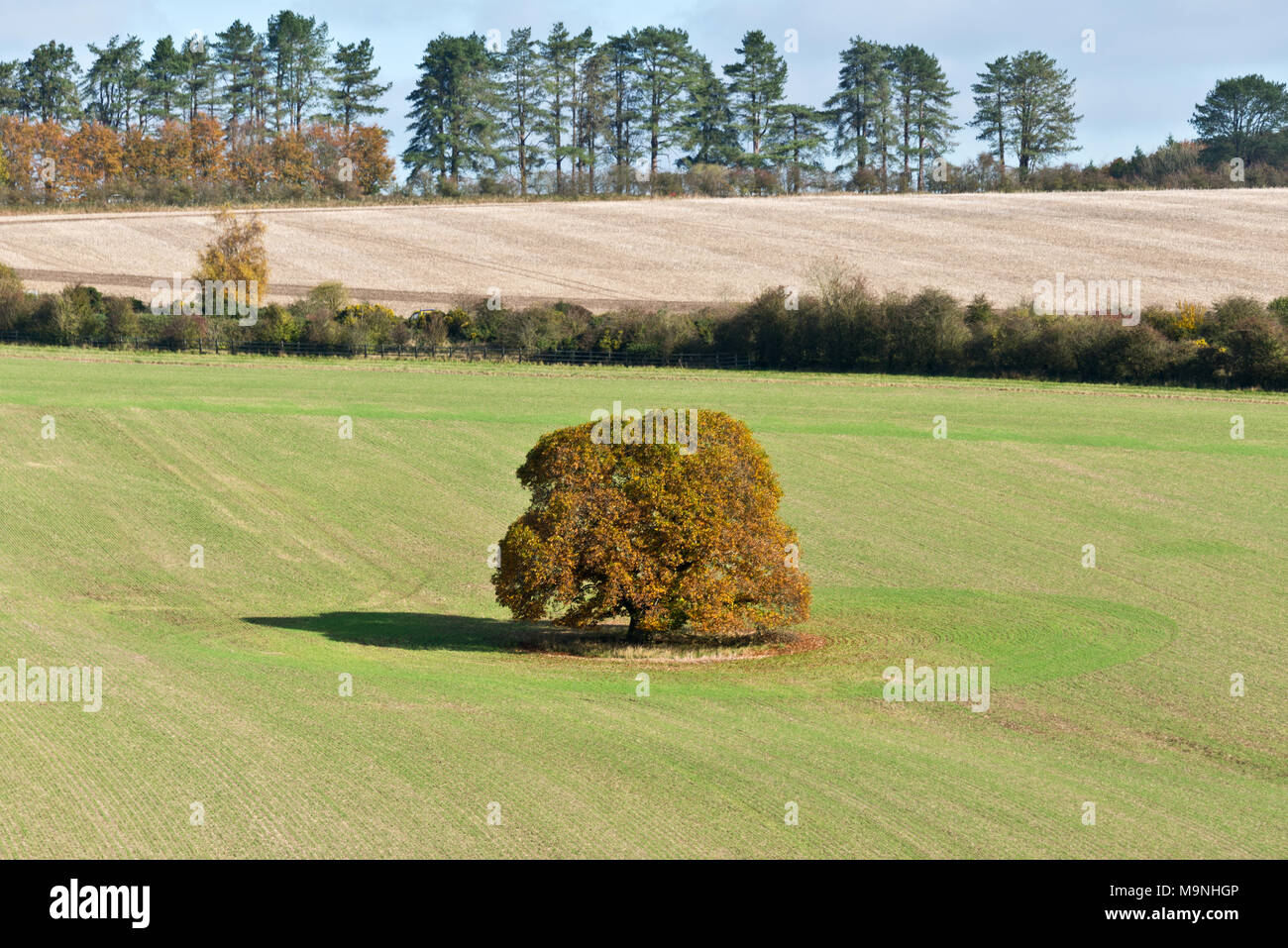 Ein einsamer Baum stehend in offenen Felder auf der Wiltshire Downs in der Nähe von East Knoyle in der cranborne Fall und die West Wiltshire Downs AONB, England Stockfoto