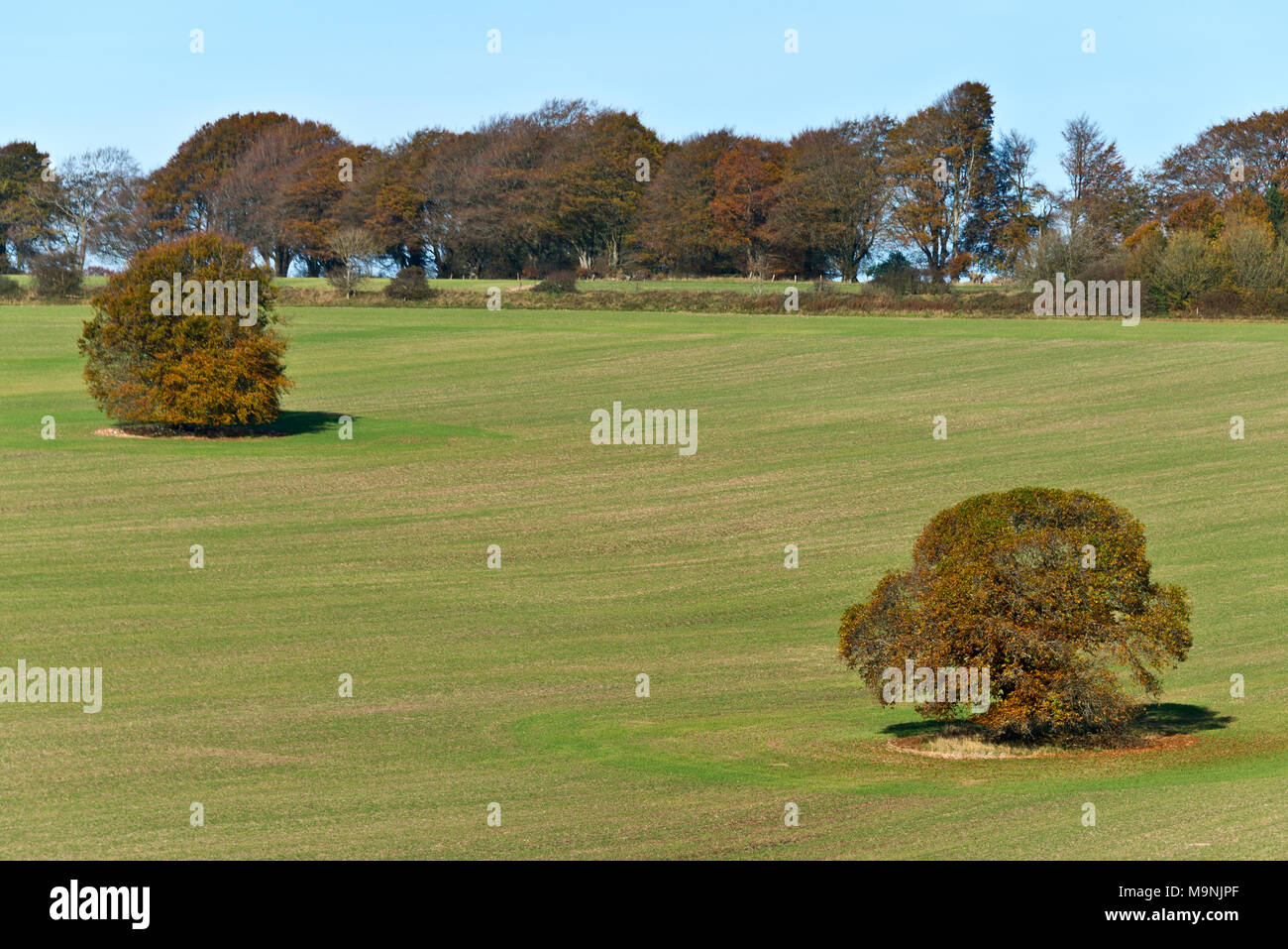 Zwei Bäume in offenen Felder auf der Wiltshire Downs in der Nähe von East Knoyle in der cranborne Fall und die West Wiltshire Downs AONB, England stehend Stockfoto