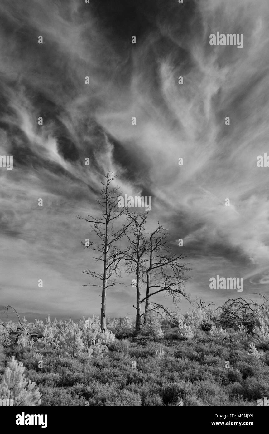 Infrarot Bild von toten Bäumen gegen bewölktem Himmel durch die Heide des National Trusts Frensham kleinen Teich in Surrey Hills AONB, England umgeben Stockfoto