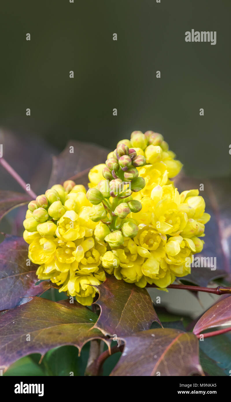 Berberis aquifolium (Mahonie) Pflanze mit rötlich braunen Blättern und gelben Blüten im Frühjahr in West Sussex, England, UK. Stockfoto
