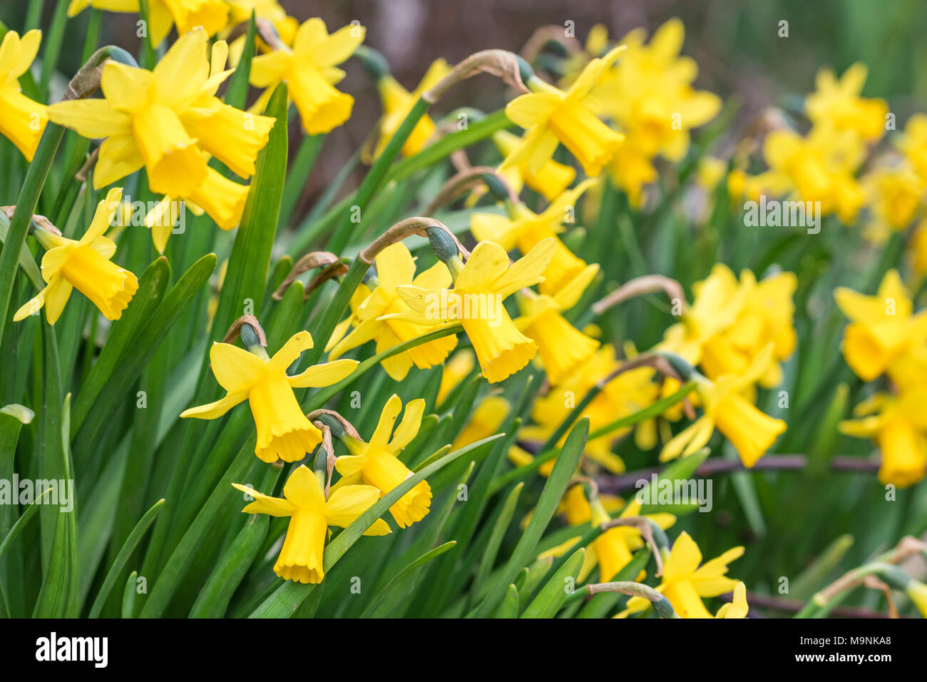 Narzisse 'Tête-à-tête" (Miniatur-narzissen) blühen im Frühjahr in West Sussex, England, UK. Stockfoto