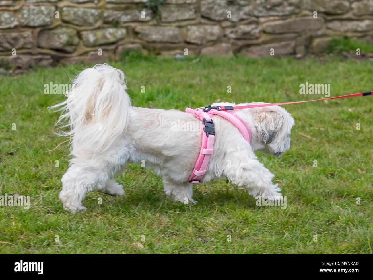 Weiß Shih Tzu Hund (Chrysanthemum Hund) laufen auf Gras in Großbritannien. Stockfoto