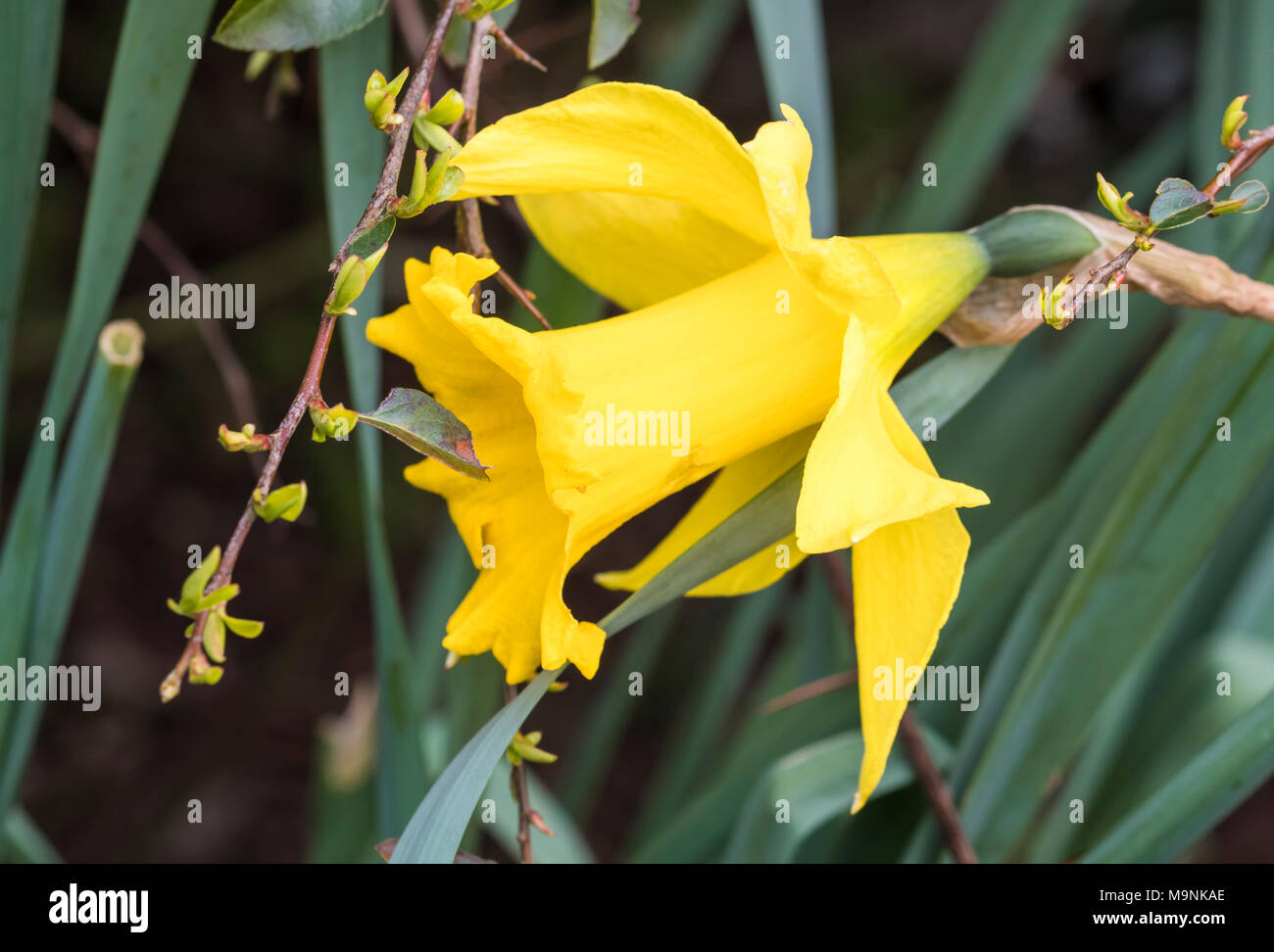 Single Narzisse (Narcissus) im Frühjahr in Großbritannien. Stockfoto