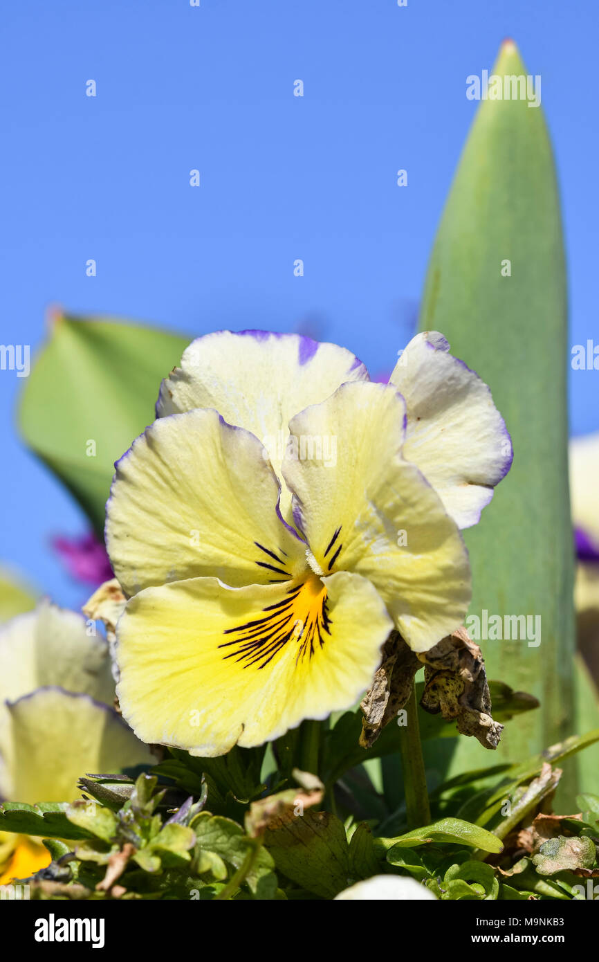 Cremig gelb Frühling Garten Stiefmütterchen (Viola x wittrockiana) blühen im Frühjahr in West Sussex, England, UK. Cremig gelb Frühling Garten Stiefmütterchen. Stockfoto