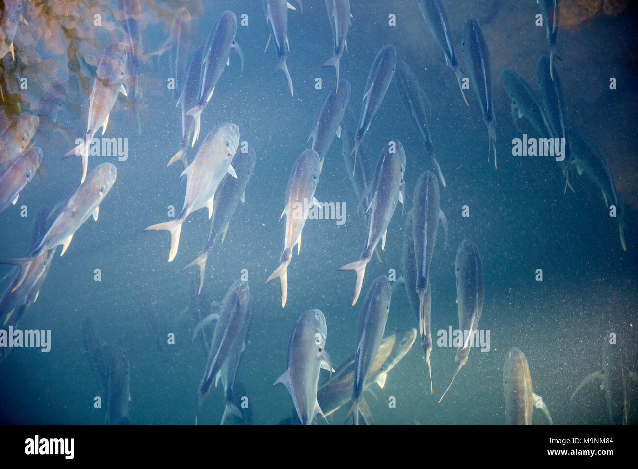 Schule von Jack Fische schwimmen im Homosassa River Stockfoto