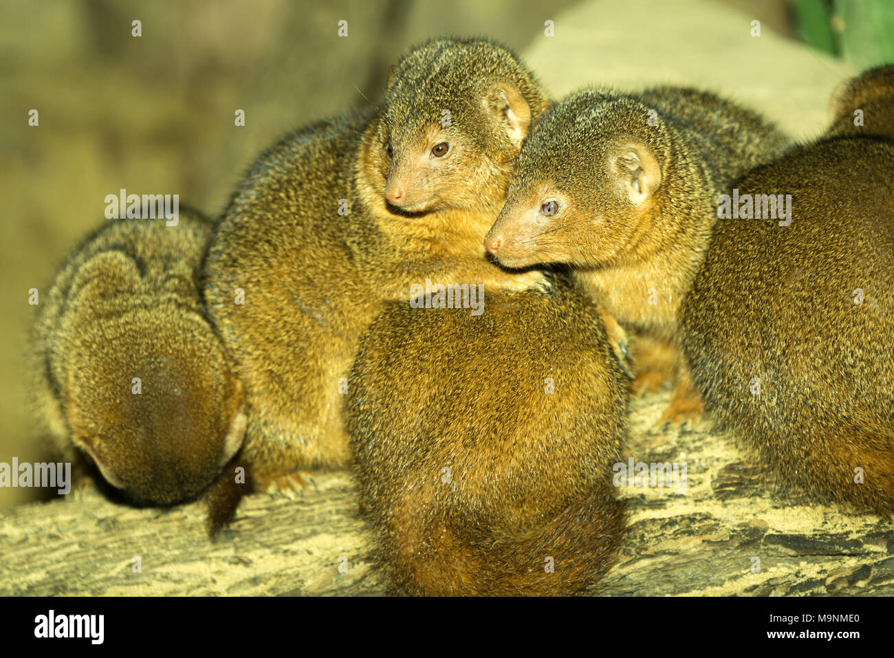 Dwarf Mongoose (Helogale parvula) Familie kuscheln Stockfoto