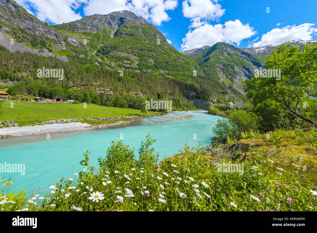 Wilde Blumen am Flussufer, Norwegen, Landschaft von Jostedalen mit Bergen und Margeriten, Jostedalsbreen Nationalpark Stockfoto