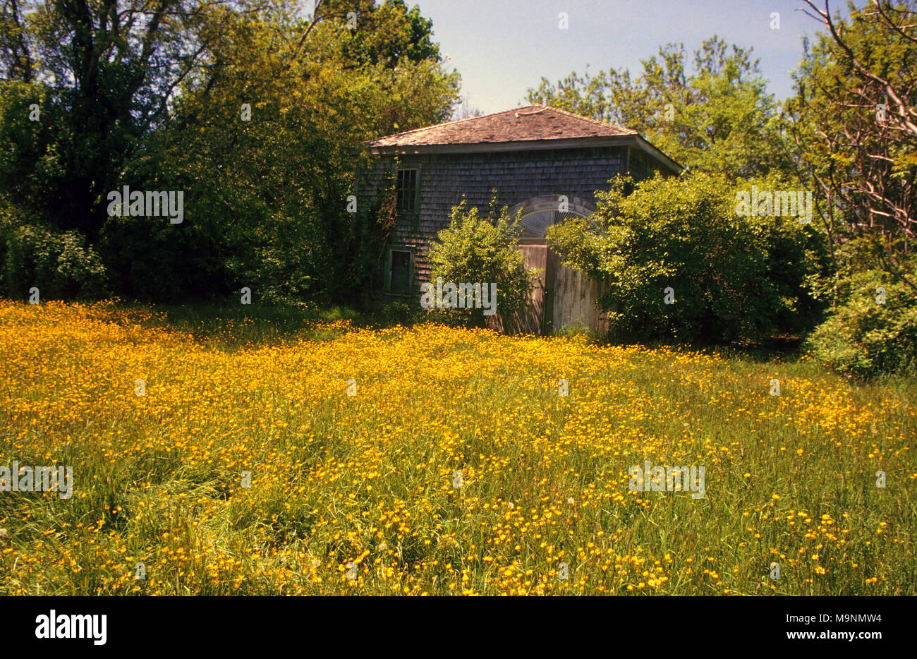 Eine alte Scheune in einem Feld von butterblumen auf Cape Cod, Massachusetts, USA Stockfoto