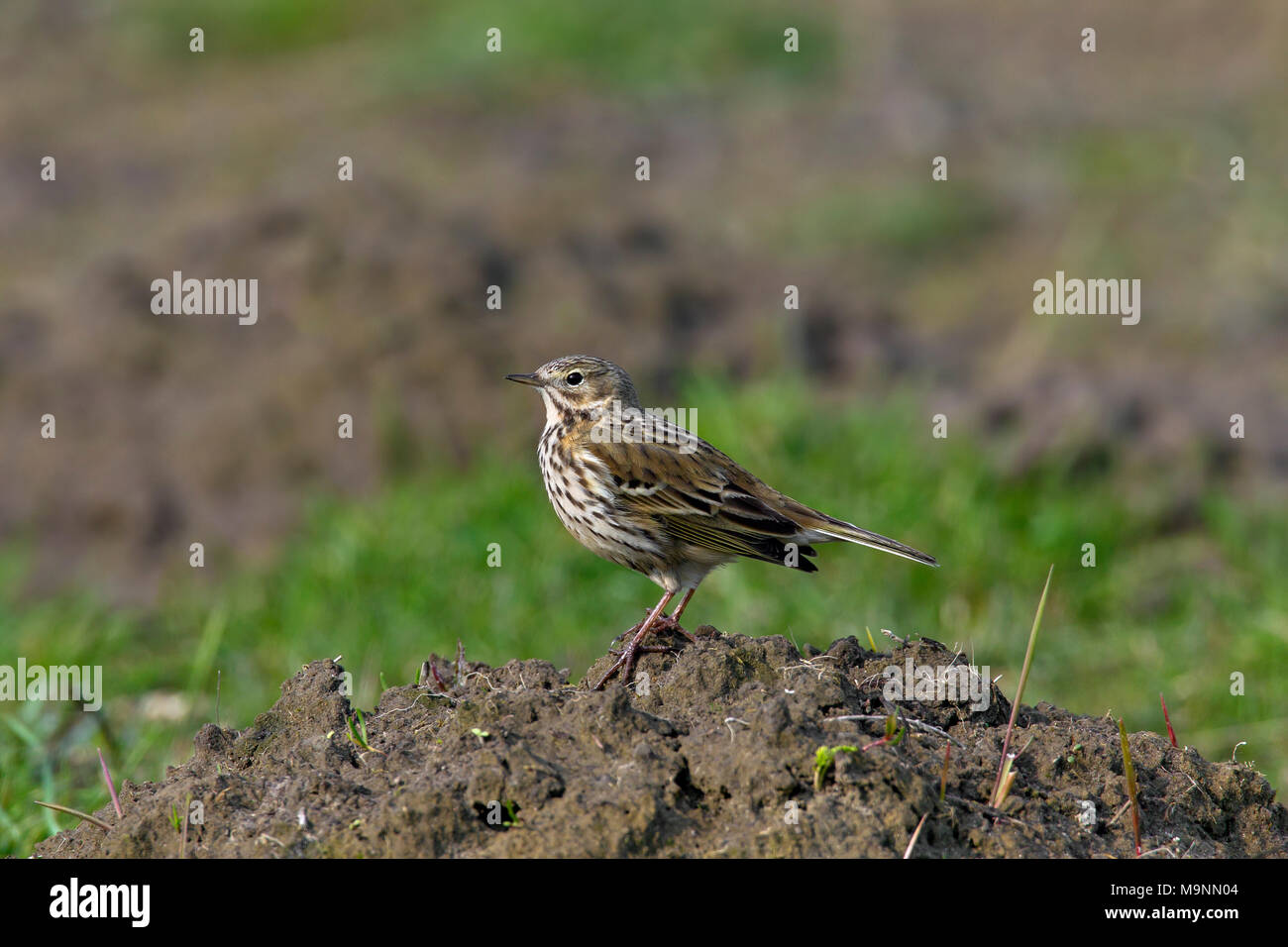 Wiesenpieper (Anthus pratensis) Nahrungssuche auf maulwurfshügel im Grünland Stockfoto