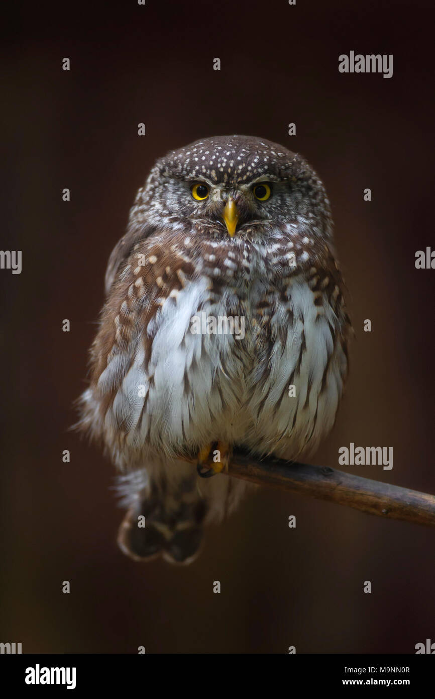 Eurasischen Sperlingskauz (Glaucidium passerinum) im Baum im dunklen Wald gehockt Stockfoto