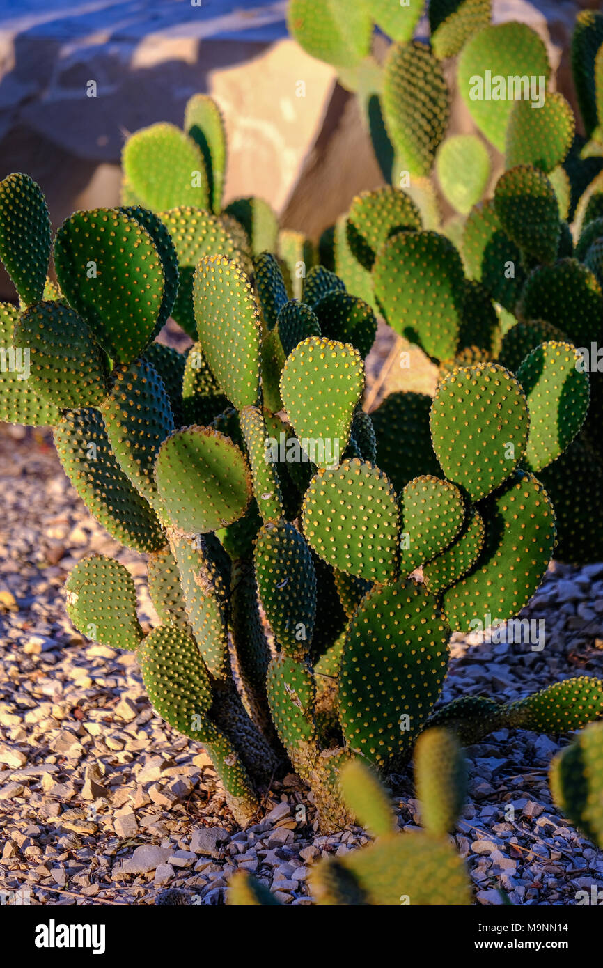 Opuntia Kakteen, auch als Bunny Ohren oder Hasenohren Cactus bekannt,  glnzen im Sonnenlicht Stockfotografie - Alamy