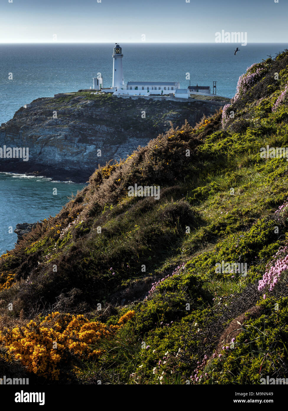 South Stack Lighthouse und Küsten Wildblumen am frühen Abend, Anglesey, North Wales, UK Stockfoto
