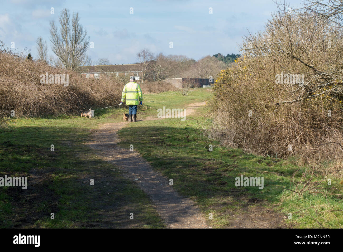 Mann, seine Hunde an einem sonnigen Frühlingsmorgen, Dorset, Großbritannien Stockfoto