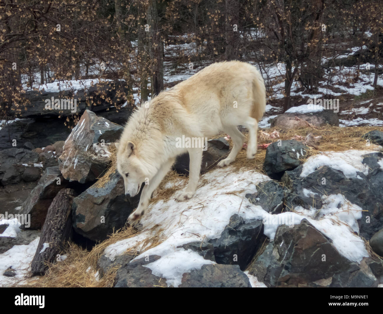 Wolf an international Wolf center Blätter Nistplatz mit Stroh für ein Bett Stockfoto