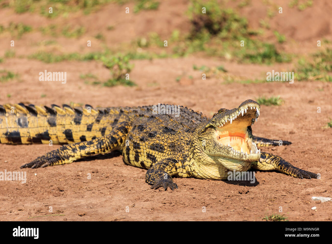 Bunte Krokodil aalen sich in der Sonne mit offenen Mund mit großen Zähnen Stockfoto