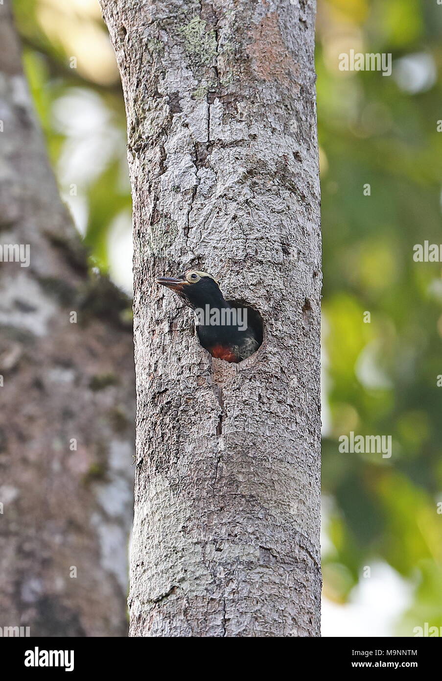 Gelb-getuftete Specht (Melanerpes cruentatus) Jungen auf der Suche aus dem Nest loch Bombascaro Fluss, Ecuador Februar Stockfoto