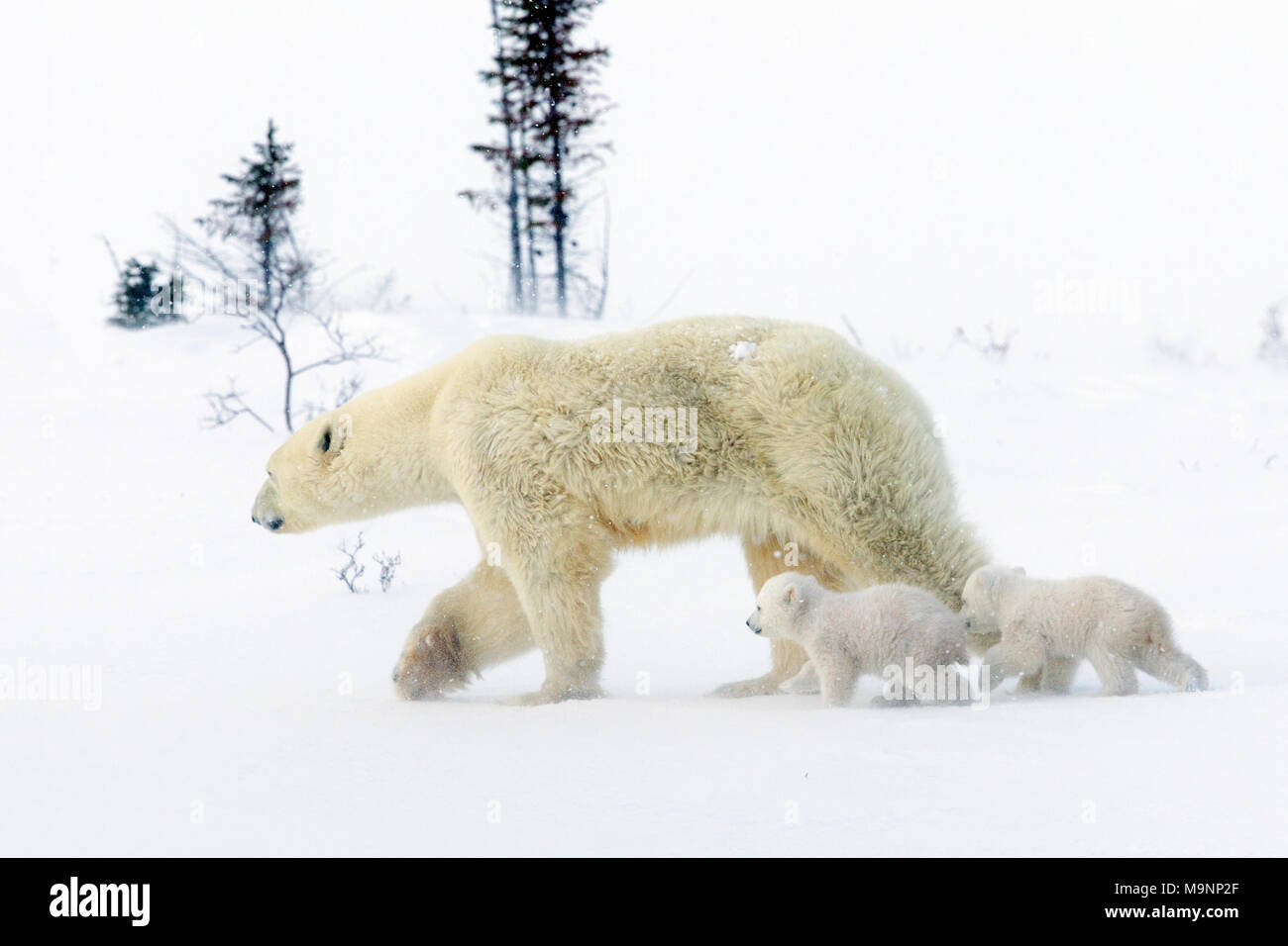 Polar Bear Cubs folgenden Mom Stockfoto