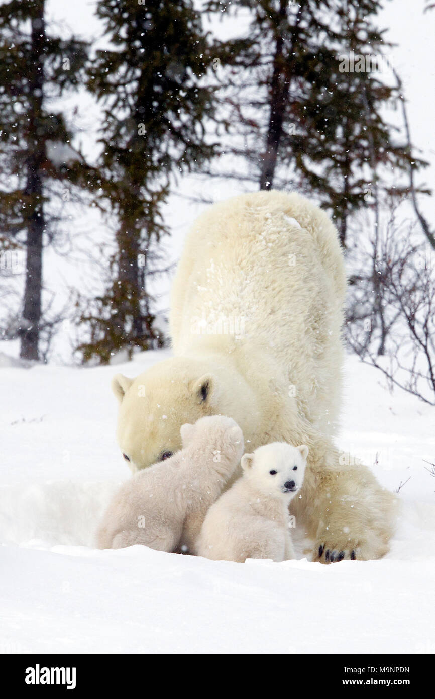 Eisbär Mama Spähen hinter Jungen Stockfoto