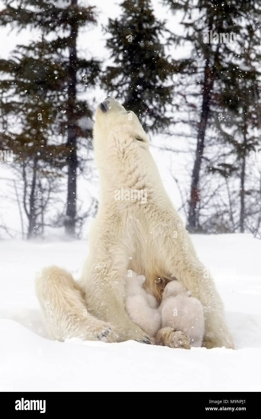 Eisbär Mama sitzt Krankenschwester Cubs Stockfoto