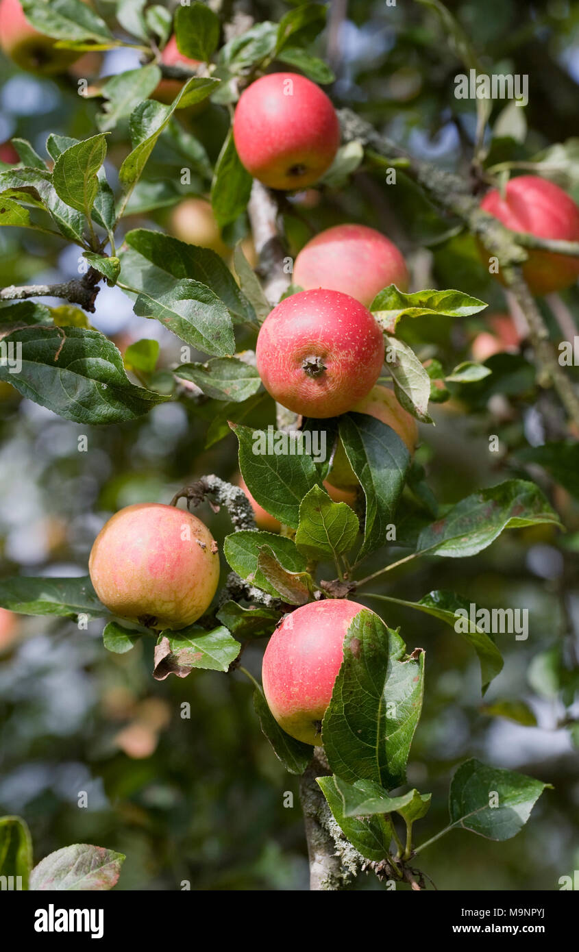 Malus "Marschall Oyama" Früchte auf dem Baum. Stockfoto