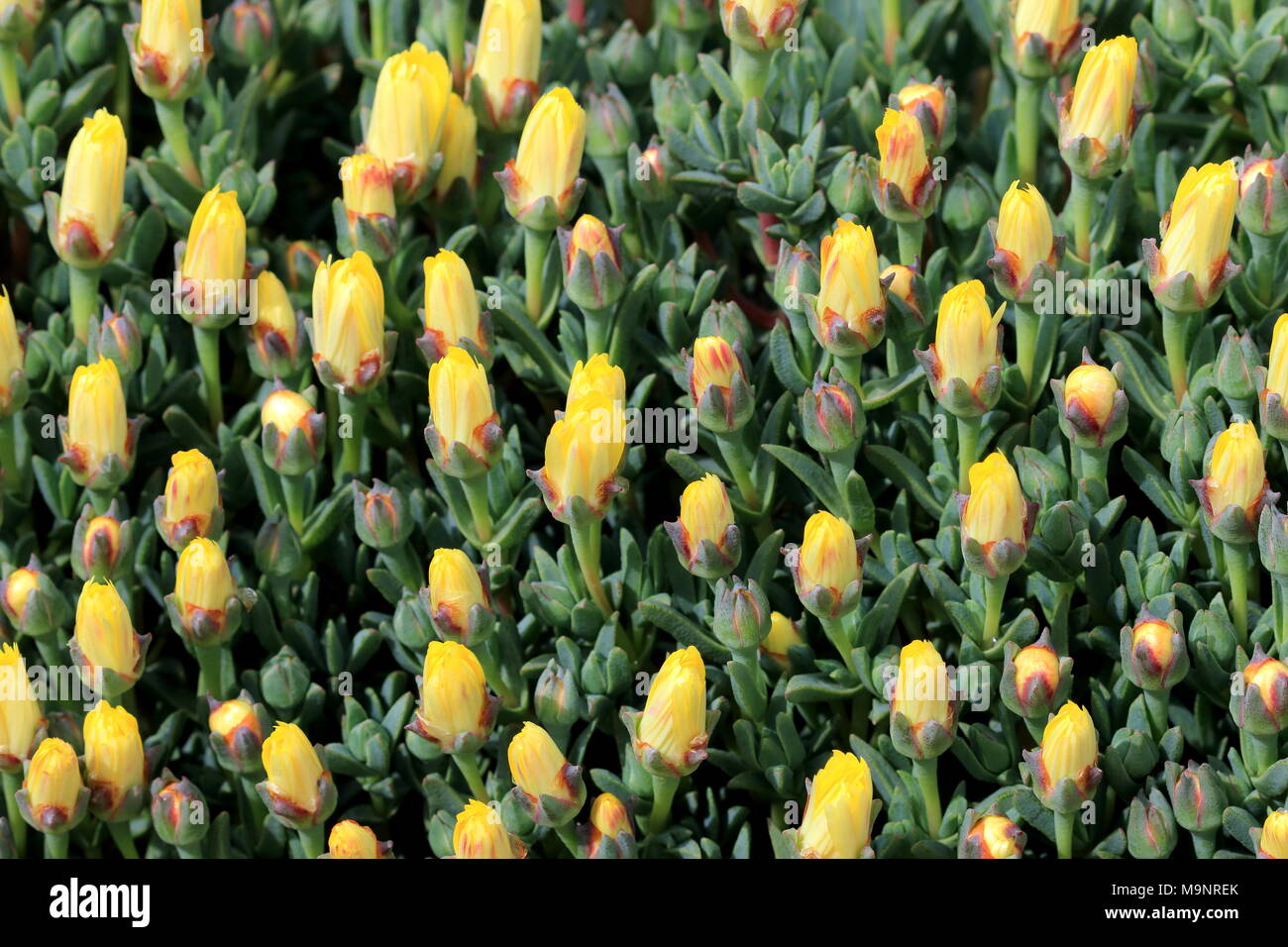 Nahaufnahme der ungeöffneten Gelb Schwein Gesicht Blumen oder Mesembryanthemum, Ice-werk Blumen, Livingstone Gänseblümchen Stockfoto