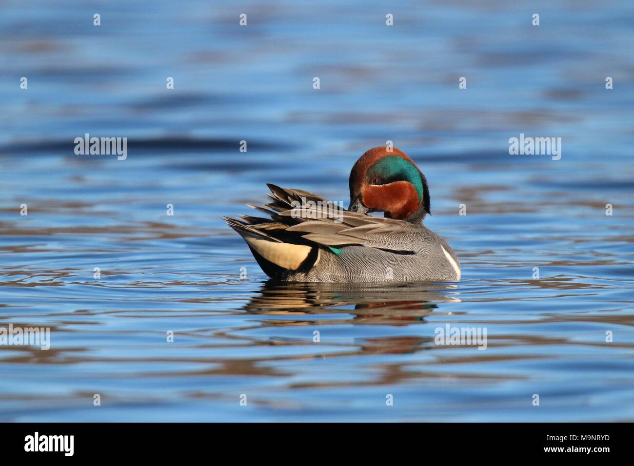 Ein männlicher Green winged teal Anas crecca sein Gefieder putzen auf einem blauen See Stockfoto