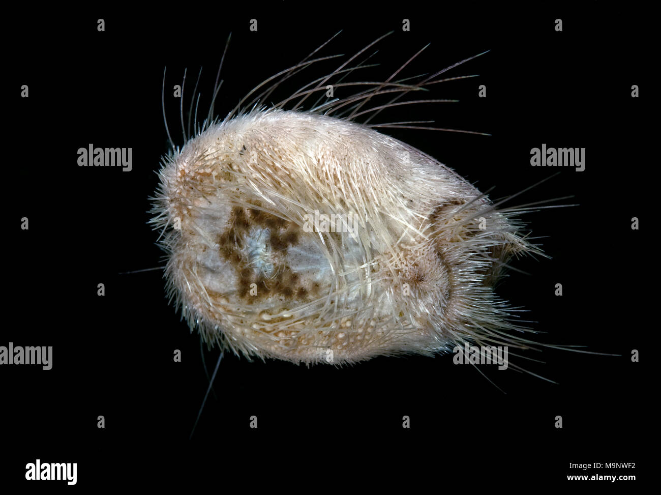 Slowenien cordiformis, Herz Urchin Stockfoto