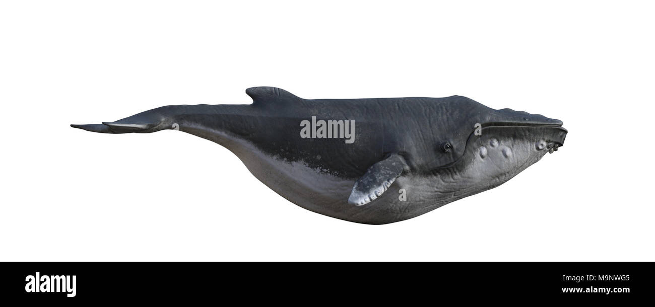 Große Buckelwal auf Weiß, 3D-Render isoliert. Stockfoto