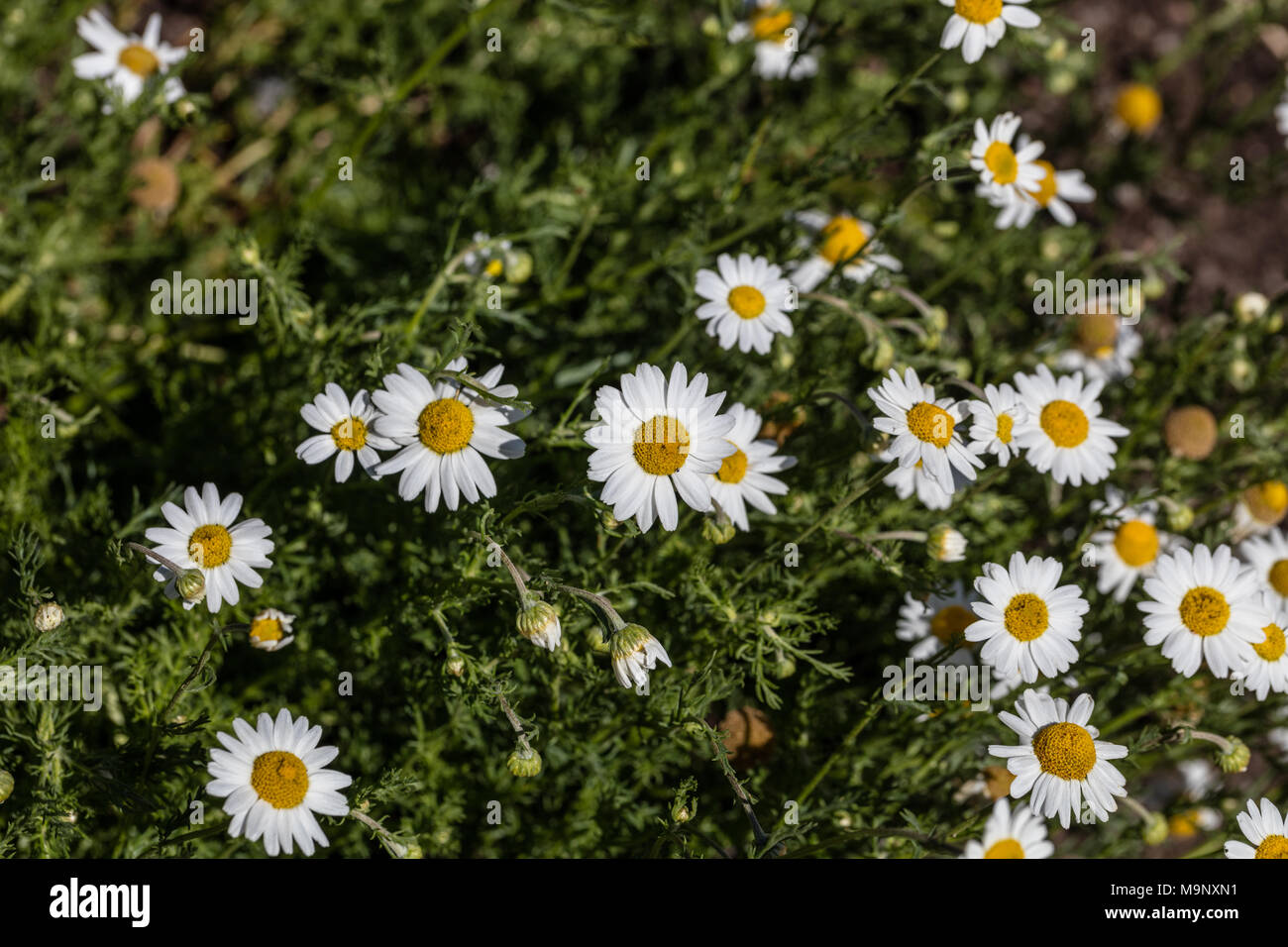 Römische Kamille (Chamaemelum nobile Romersk kamomill) Stockfoto