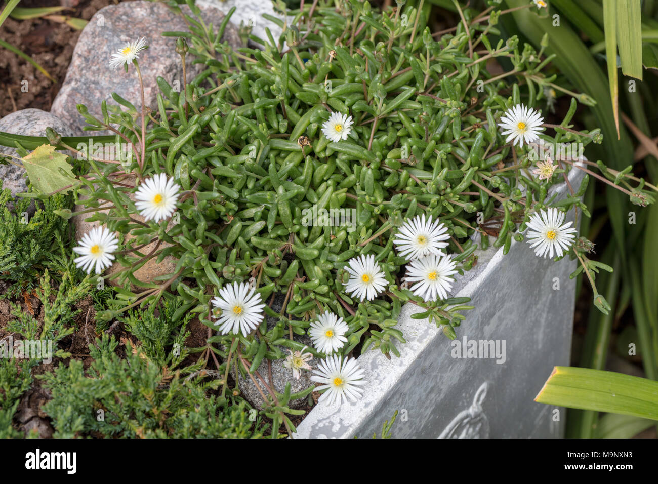 'Graaf Reinet ' jährliche Mittagsblume, Frövisare (Delosperma Congesta) Stockfoto