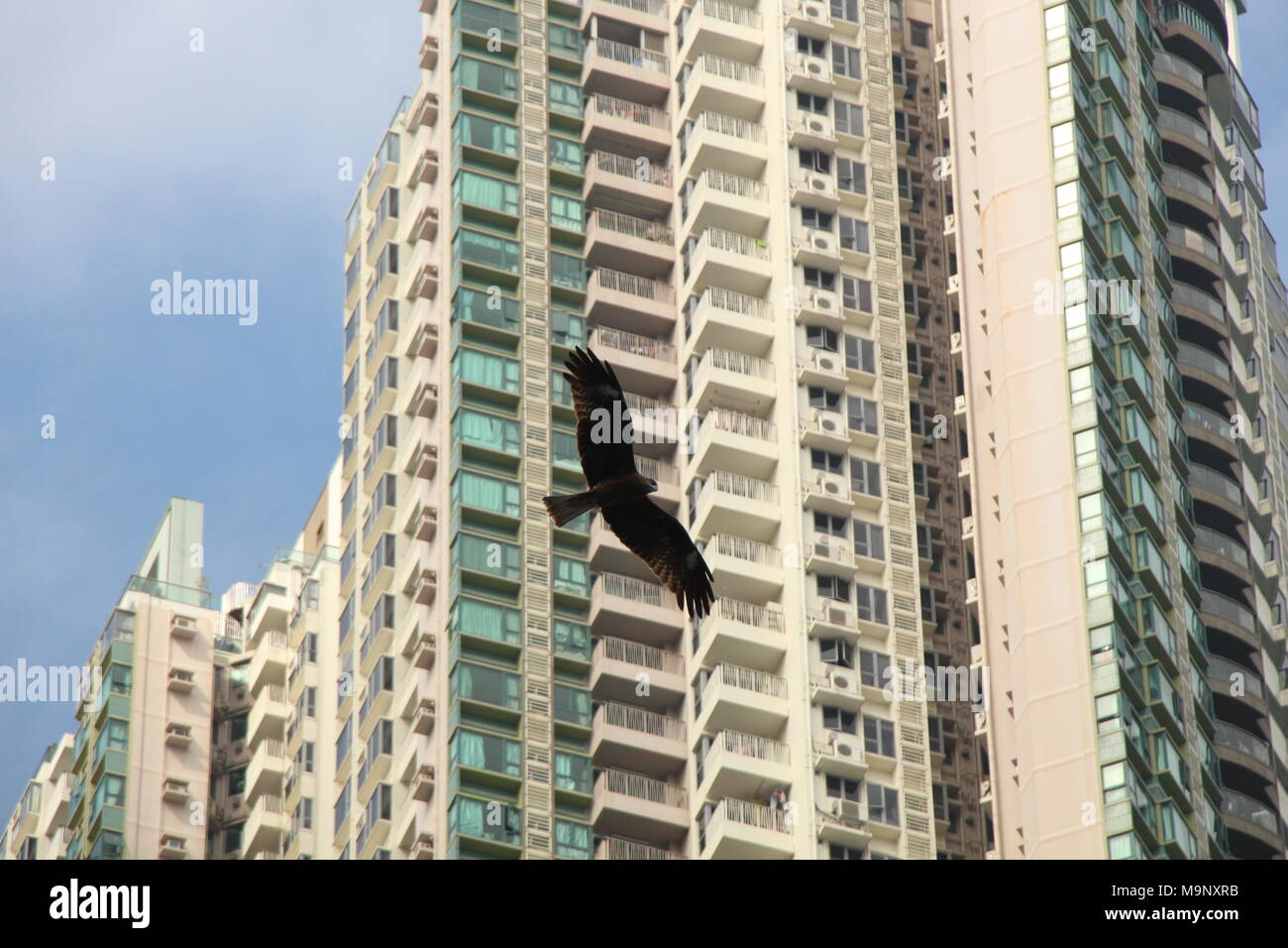 Ein schwarzer Milan (MILVUS MIGRANS) fliegt vor dem Hintergrund der hohen Wohngebäuden von Sai Wan Ho in Hongkong Stockfoto