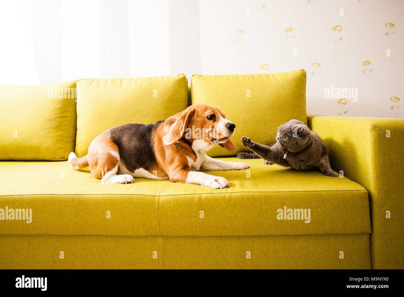Hund Katze vs. Stockfoto