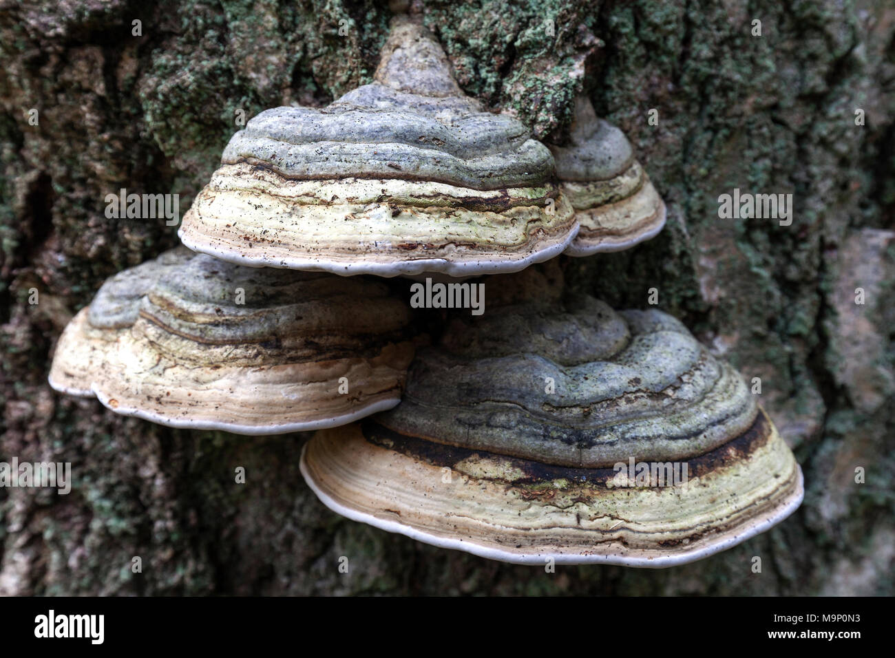 Zunder Pilze (Fomes fomentarius) wachsen auf einem Baumstamm, Darß Wald, Fischland-Darß-Zingst, Mecklenburg-Vorpommern Lagune Stockfoto