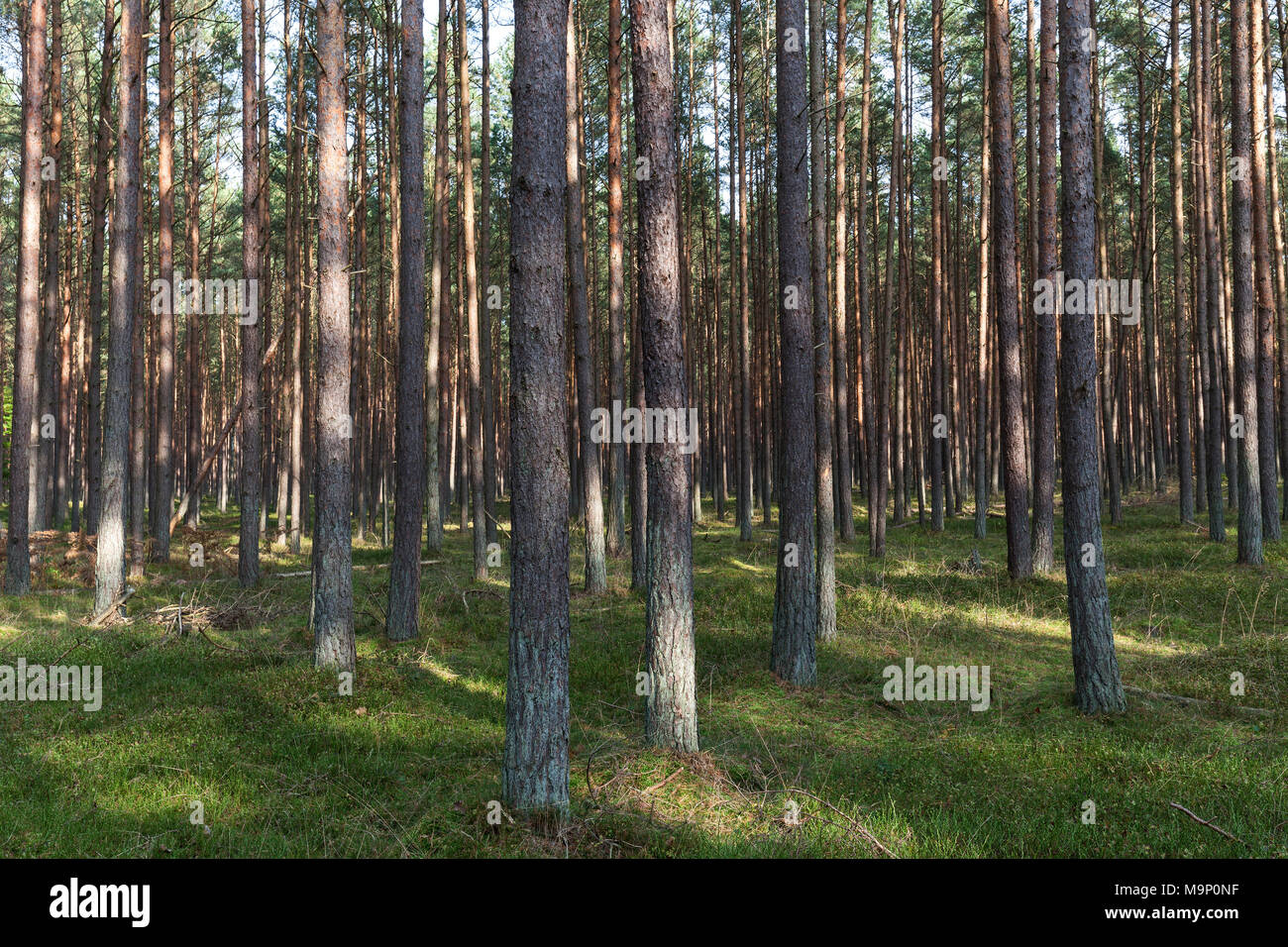 Kiefern (Pinus), Pinienwald, Baumstämme, Darß Wald, Fischland-Darß-Zingst, Nationalpark Vorpommersche Boddenlandschaft Stockfoto