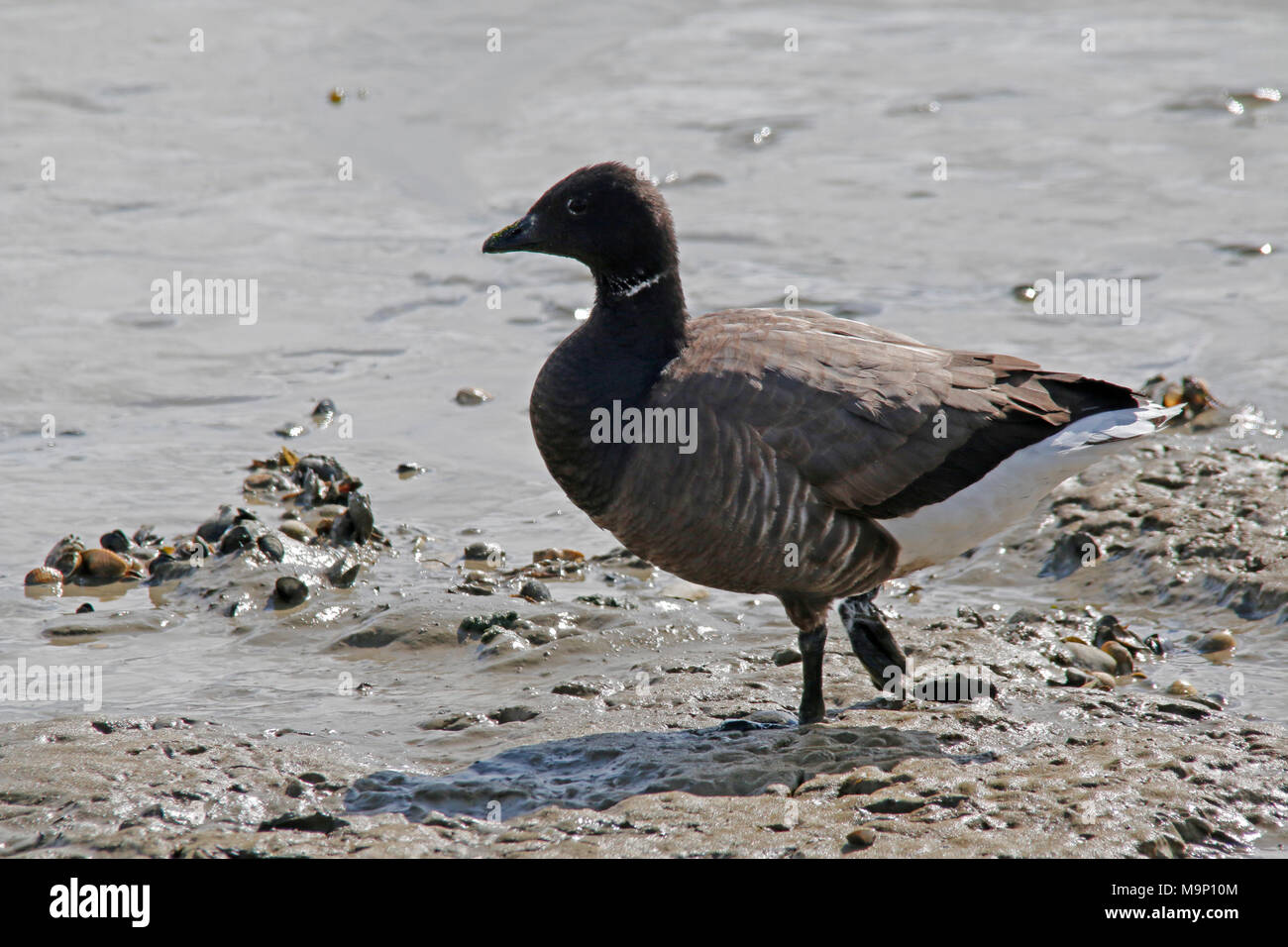 Brent goose auf der Suche nach Nahrung Stockfoto