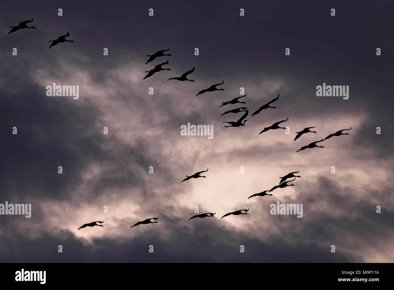 Kranichen (Grus gruse) in der Formation vor dunklen bewölktem Himmel fliegen, Zingst, Vorpommersche Boddenlandschaft Stockfoto