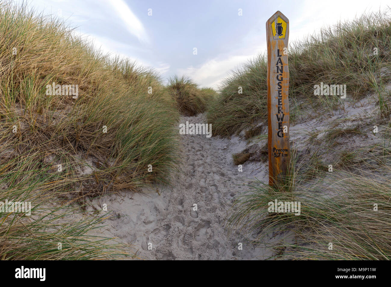 Weg zum Strand, Europäischen Marram Marram Gras, Gras (Ammophila arenaria), westliche Strand, Halbinsel Fischland-Darß-Zingst, Western Stockfoto