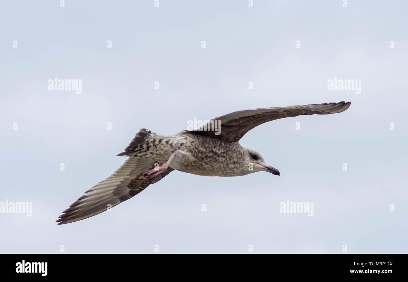 Rückseite schwarz seagull Jugendlicher Stockfoto