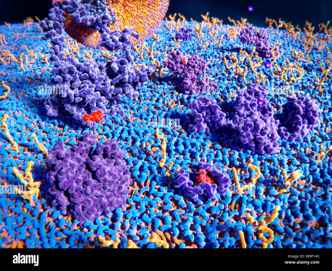 Darstellung der Außenseite der Zellmembran. Transmembranproteine (lila) und glykolipiden (gelb) ragen aus der Oberfläche der Membran. Links oben ist ein LDL (Low Density Lipoprotein)-Rezeptor gebunden zu einem LDL Partikel (große, orange und violett). Auf der rechten Seite des LDL-Rezeptors ist eine Histamin-Kanal, der eine Histamin-Molekül. In der Mitte rechts ist ein kaliumkanal mit Kalium (K+) Ionen. Vorne links ist ein und Acetylcholin Acetylcholin Rezeptor Molekül und rechts vorne ist ein Delta opioid Rezeptor mit einem gebundenen endorphin Molekül. Stockfoto