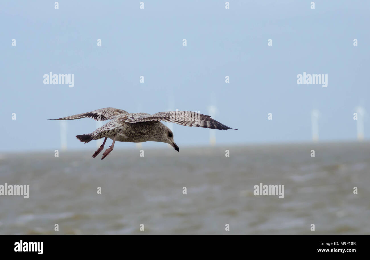 Rückseite schwarz seagull Jugendlicher Stockfoto