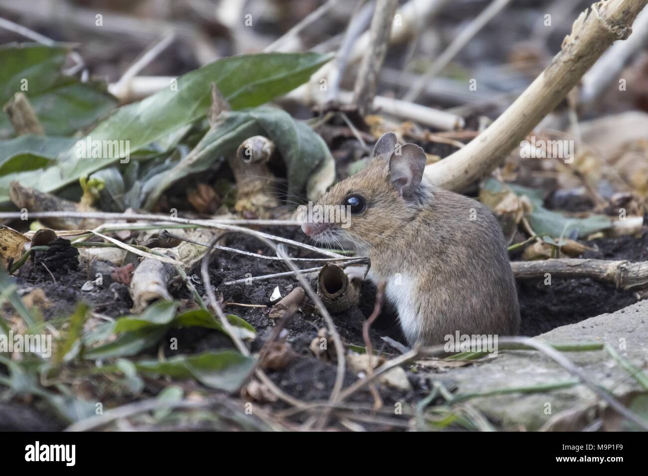 Gelb-necked Maus (Apodemus flavicollis), am Höhleneingang, Hessen, Deutschland Stockfoto