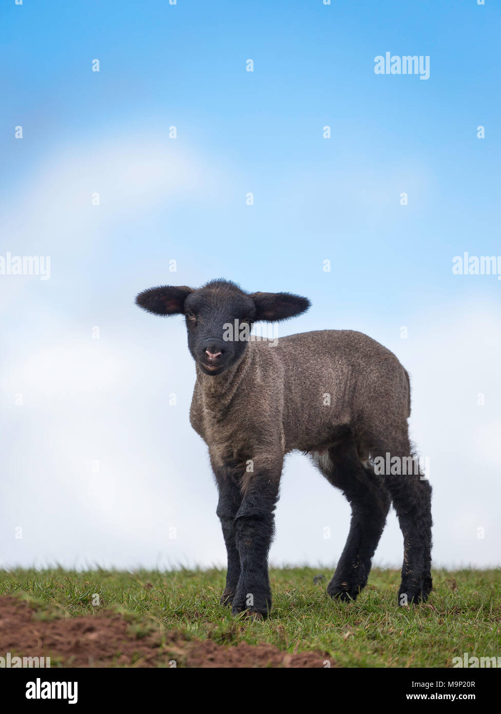 Nahaufnahme eines einsamen, schwarz gesichtigen Suffolk-Lammes, das isoliert auf einem grasbewachsenen Hügel steht, hellblauer Himmel im Hintergrund und wispige Wolken. Stockfoto