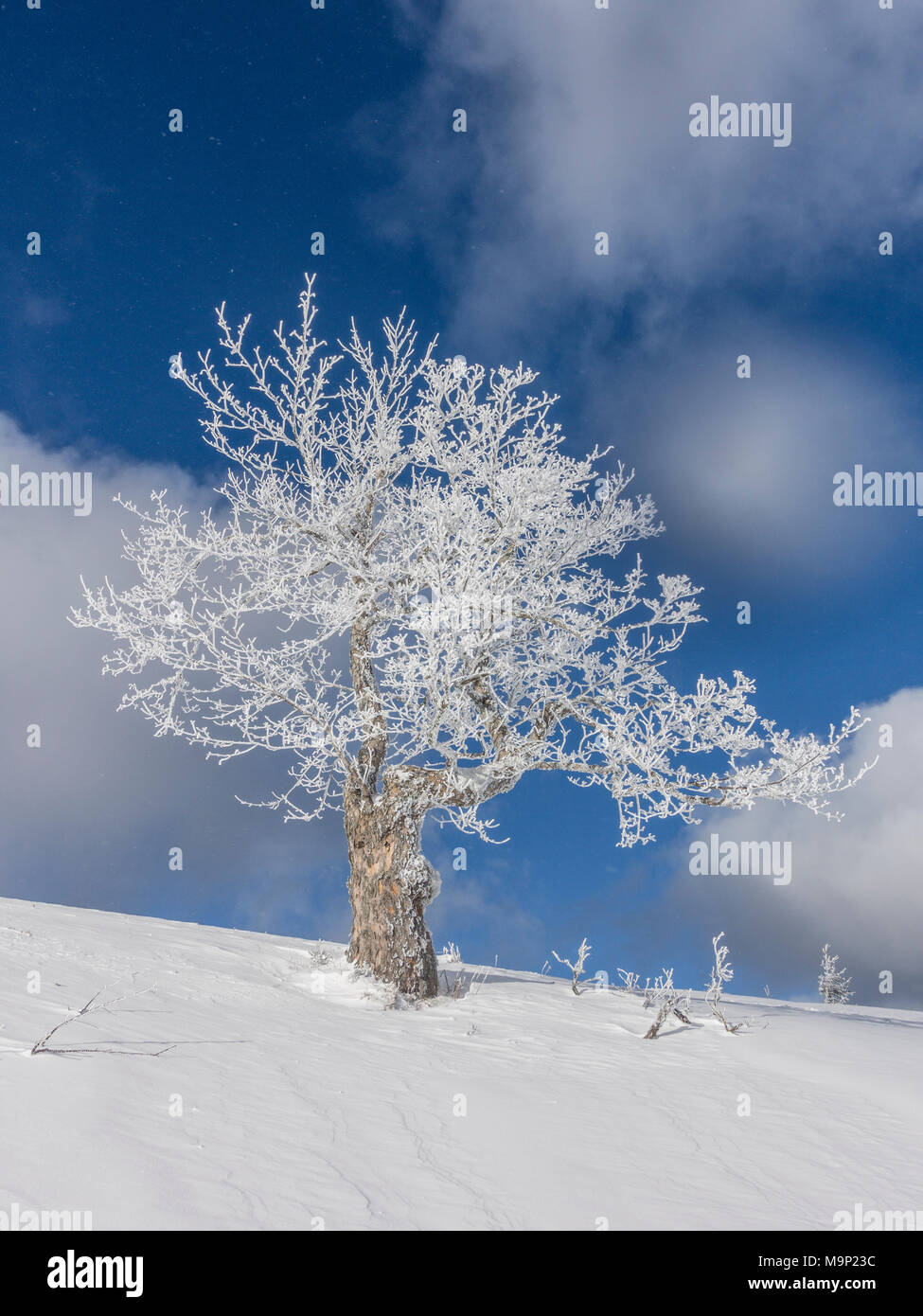 Einsamer Baum, ein Baum mit Raureif, Lower Austria, Austria Stockfoto