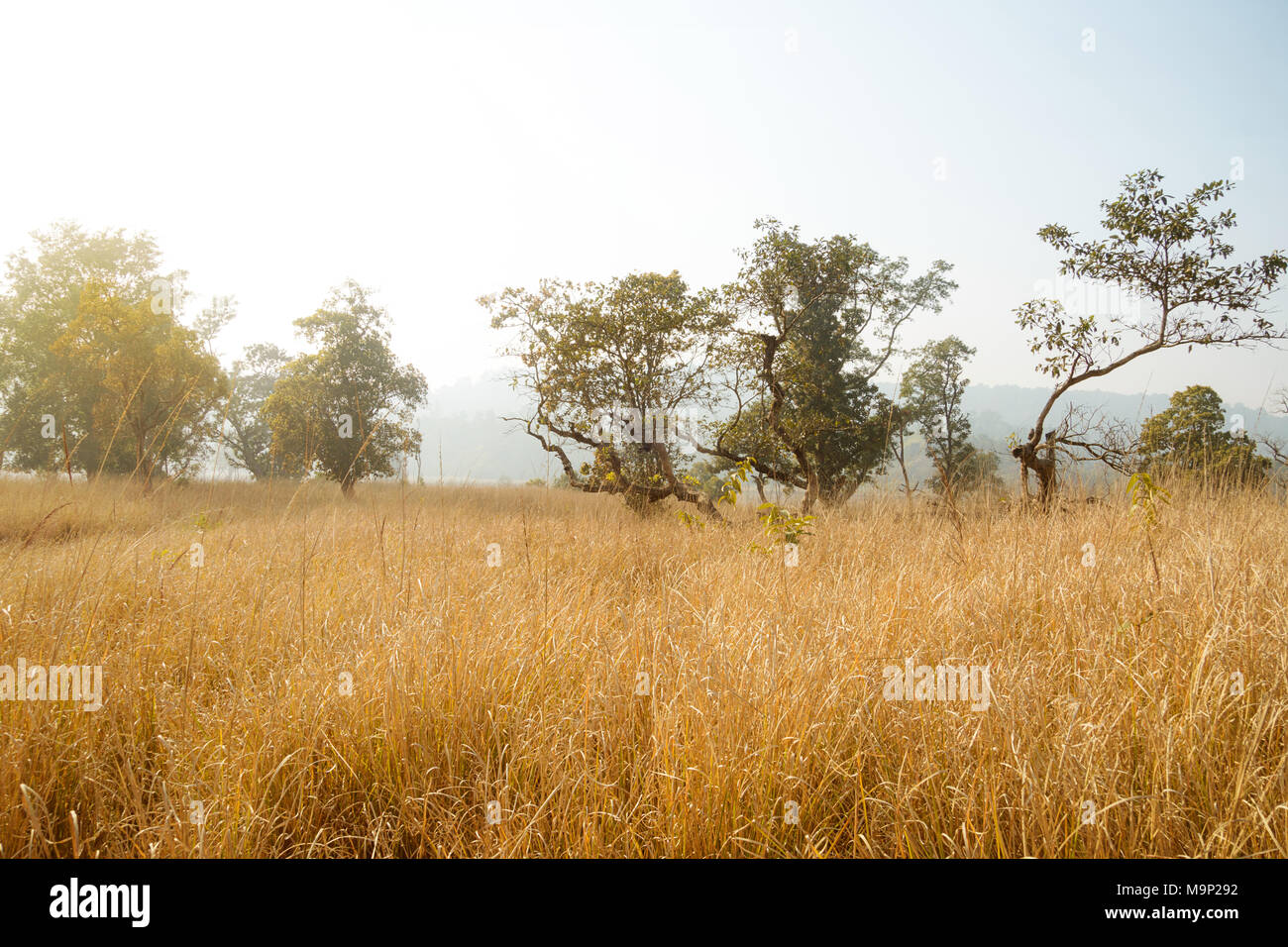 Herbstlandschaft mit Drei-tage-Feld. Hohes trockenes Gras ist gelb. Herbst Landschaft Stockfoto